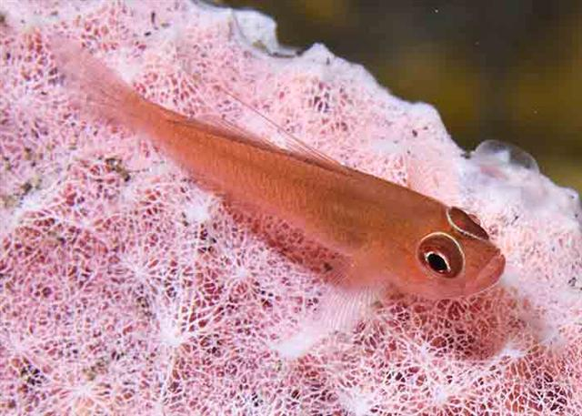  Trimma benjamini (Ring-eye Dwarf Goby)